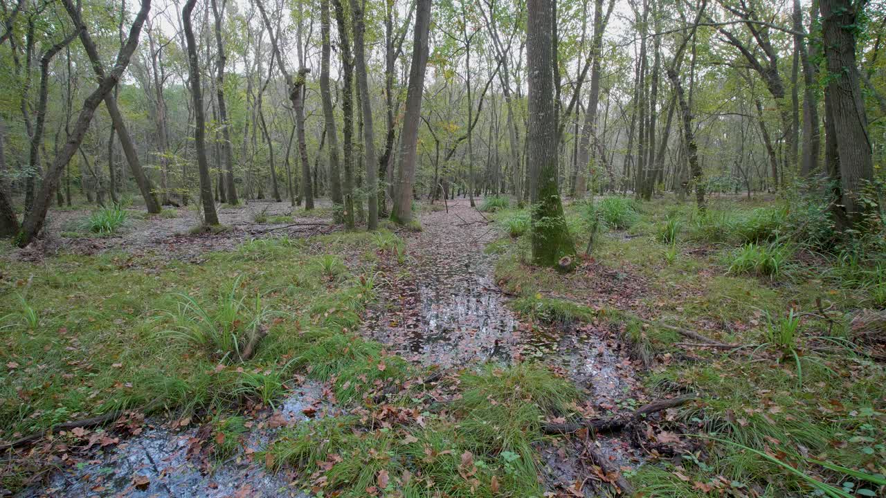 Foresta autunnale, camminata con gimbal.