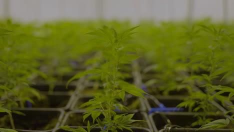 slow dolly in of small cannabis plant gently moving in the wind in nursery