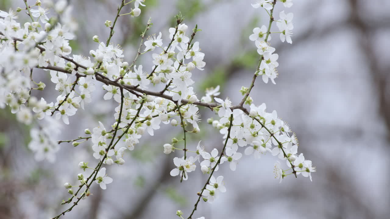 Un primo piano di delicati fiori di ciliegio bianchi in piena fioritura su uno sfondo naturale sfocato