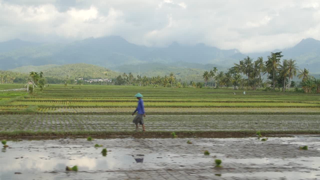 hombre caminando en el paisaje agrícola de indonesia