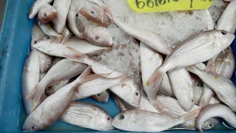 A-bucket-of-Ornate-Threadfin-Bream-fish-for-sale-in-a-Thai-seafood-wet-market,-Thailand