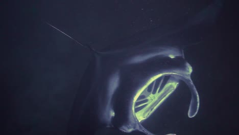 una gran mantarraya agita sus alas y se acerca a la superficie mostrando sus branquias