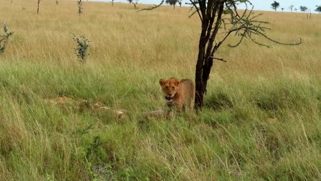 awake tired lioness observing surrounding while pride lion is sleeping, savannah