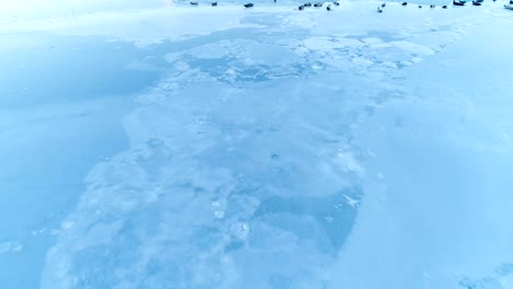 view of seals on white ice floe in iceland. seals are next to the blue sea.