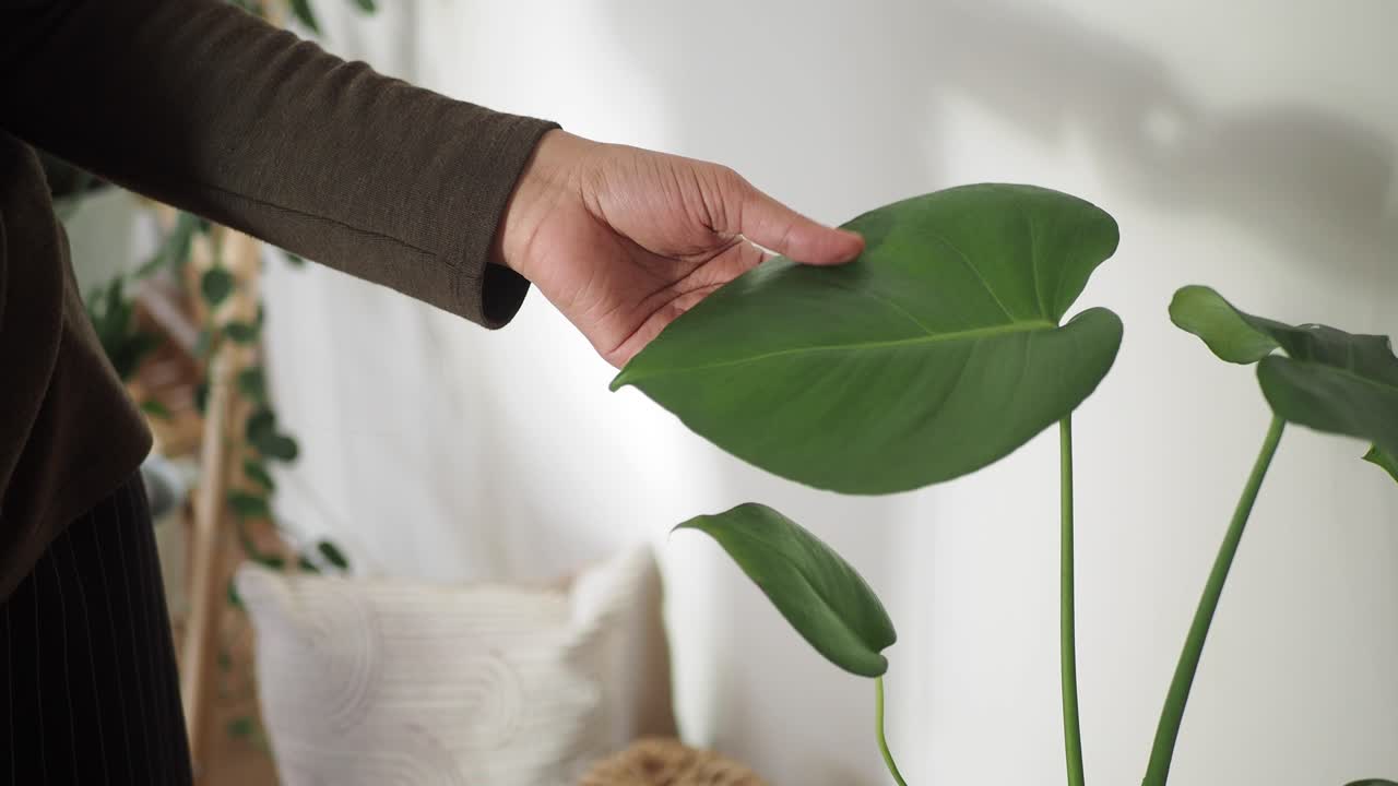 Primo piano di una mano che tocca delicatamente una foglia di pianta d'appartamento verde