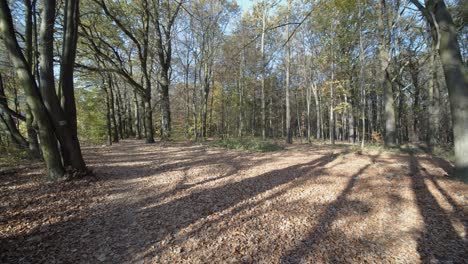 handheld shaky view of quiet forest autumn sunset long shadows