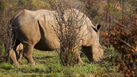 tiny rhinoceros calf hides behind large mother for protection amongst undergrowth of african savannah