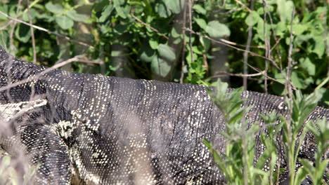 pan across asian water monitor lizard