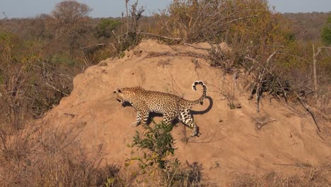 a wide shot of an adult leopard walking up a termite mound in the greater kruger