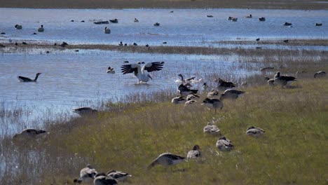 flight of a white stork over a lake in slow motion