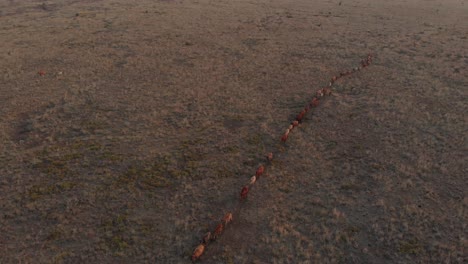 El-Ganado-Feliz-Está-Corriendo-En-Una-Línea-A-Través-Del-Tiro-Del-Paddock-Con-Un-Dron