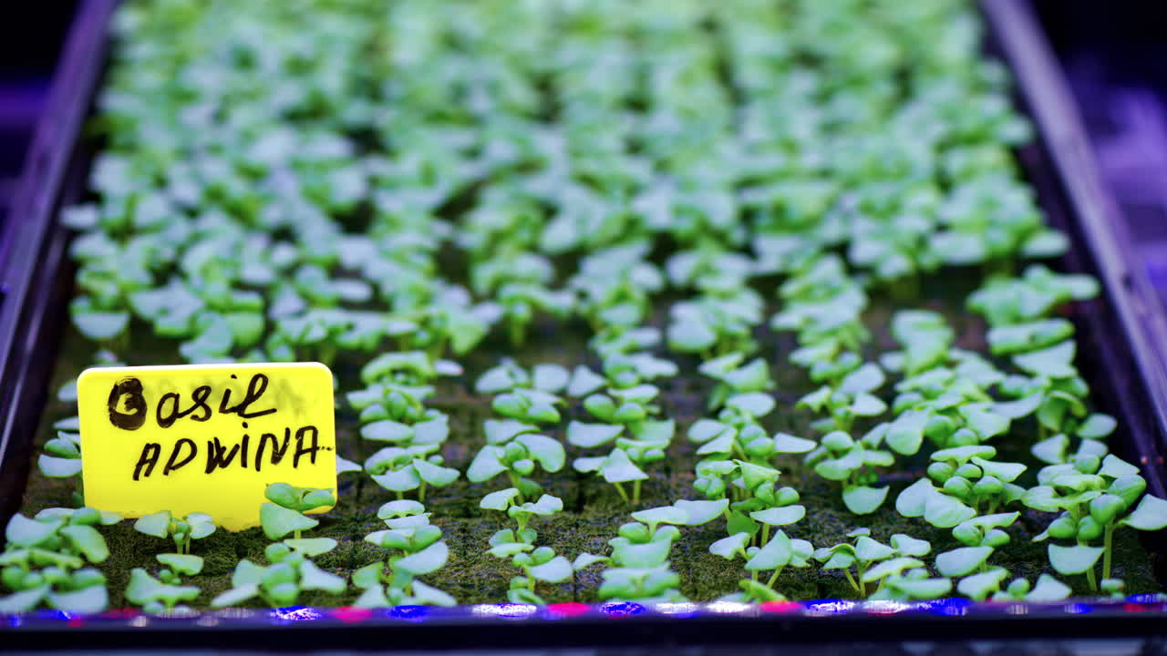 Basil grown with the Hydroponic method in a greenhouse