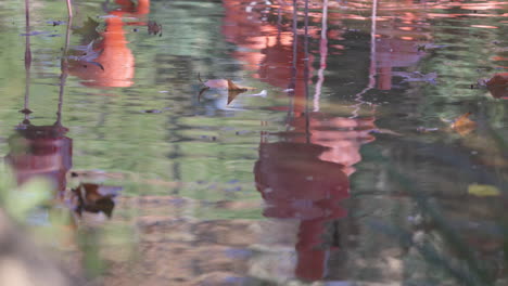 flamencos rosados de cerca