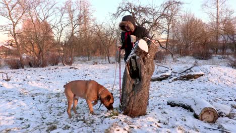 excursionista con palos de senderismo y perro cerca del tronco