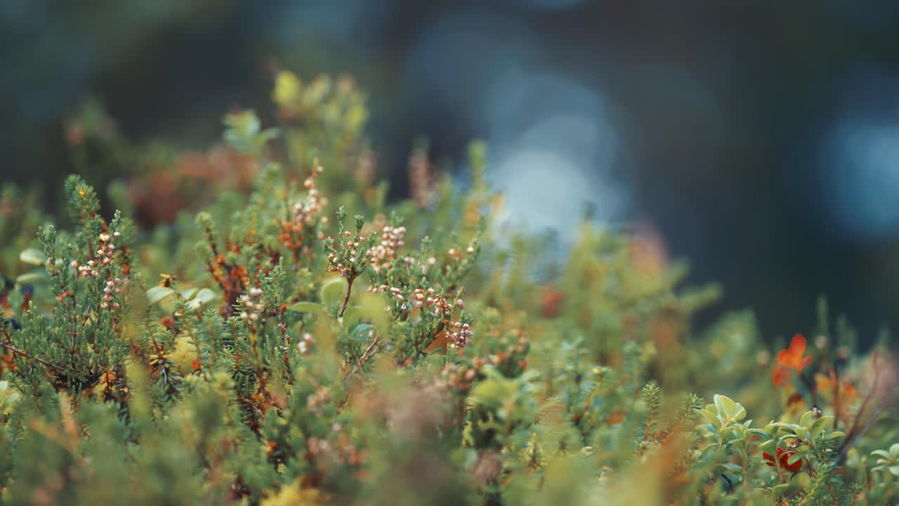 A tangle of heather and cranberry shrubs covers the ground in the autumn tundra