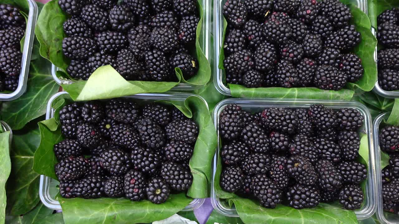 Fresh Blackberries in Plastic Trays