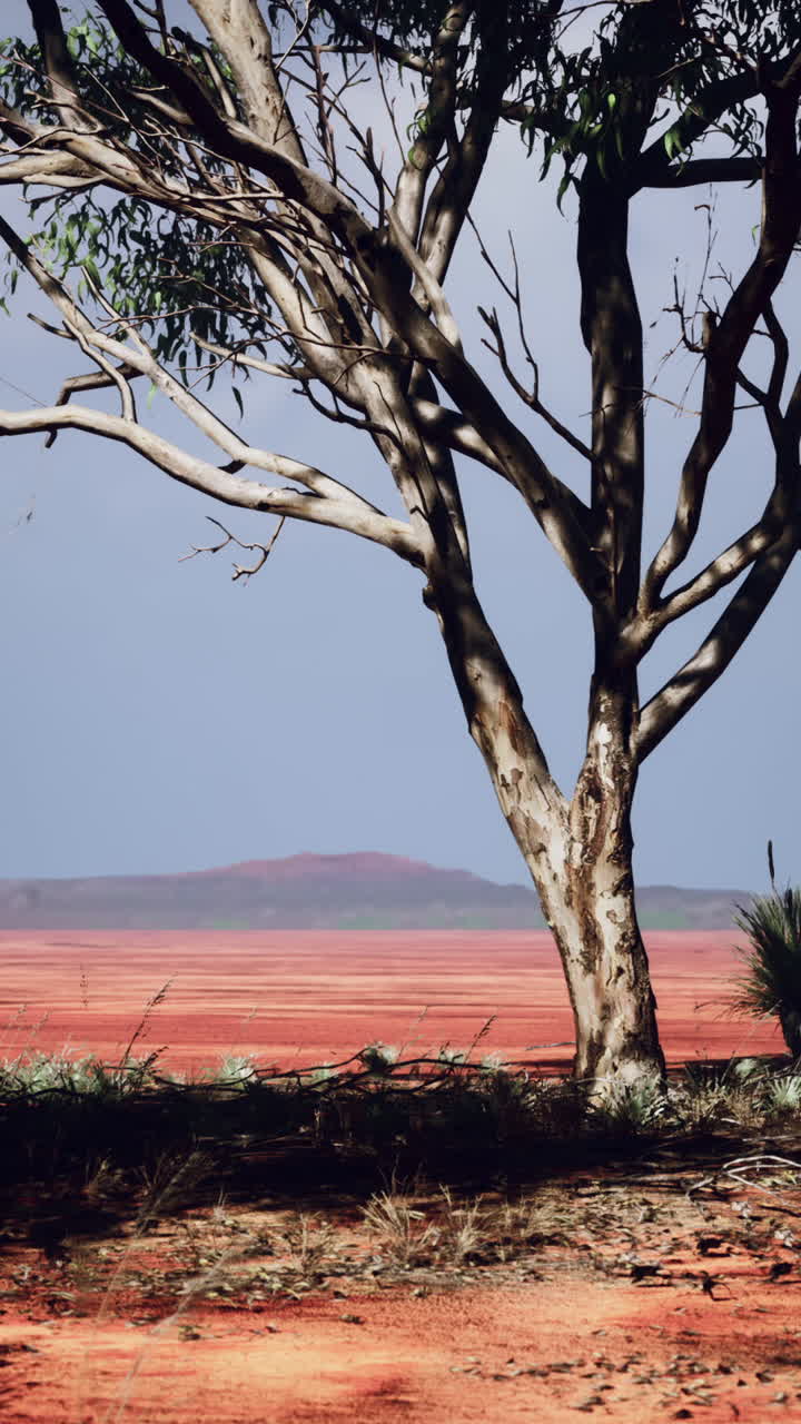 un árbol solitario se encuentra en un paisaje desértico rojo
