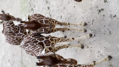 vertical shot - corps of northern giraffe in the zoo