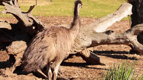 an emu walking near a log at the zoo