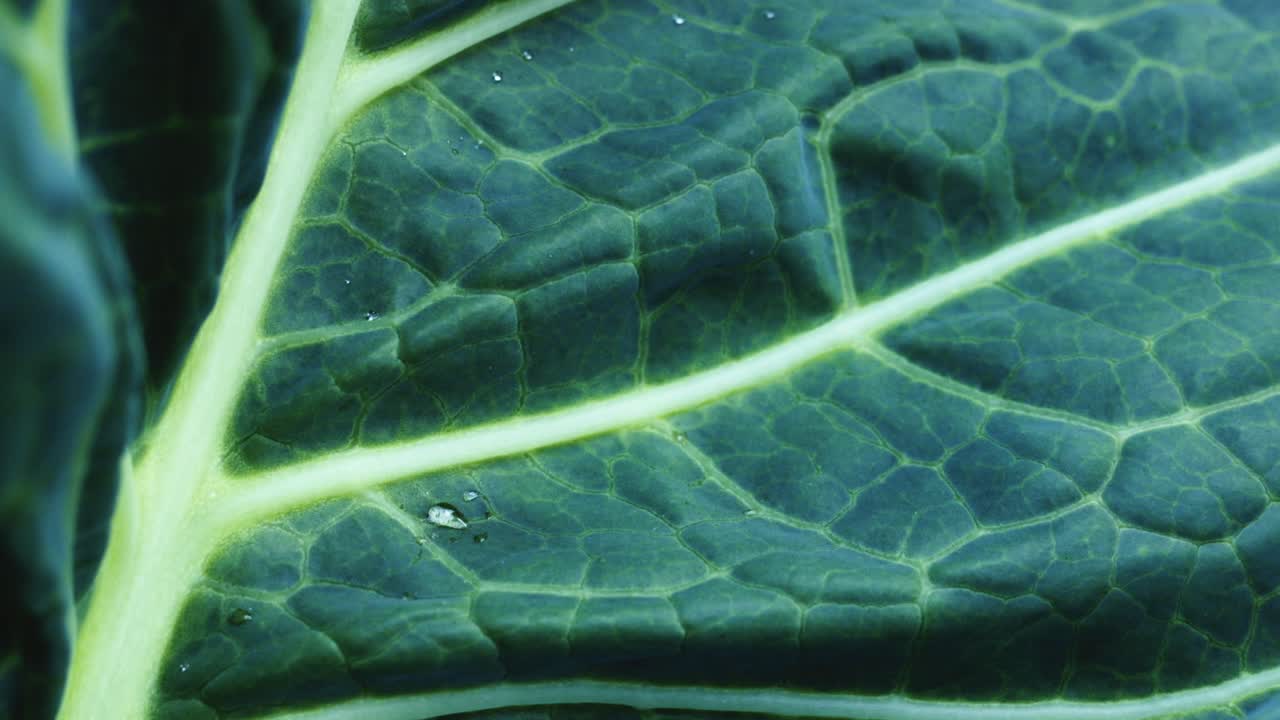 Close-up of a Cabbage Leaf with Water Droplets