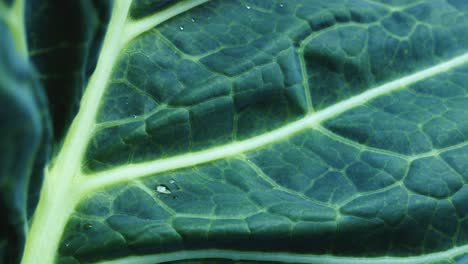 close-up of a cabbage leaf with water droplets