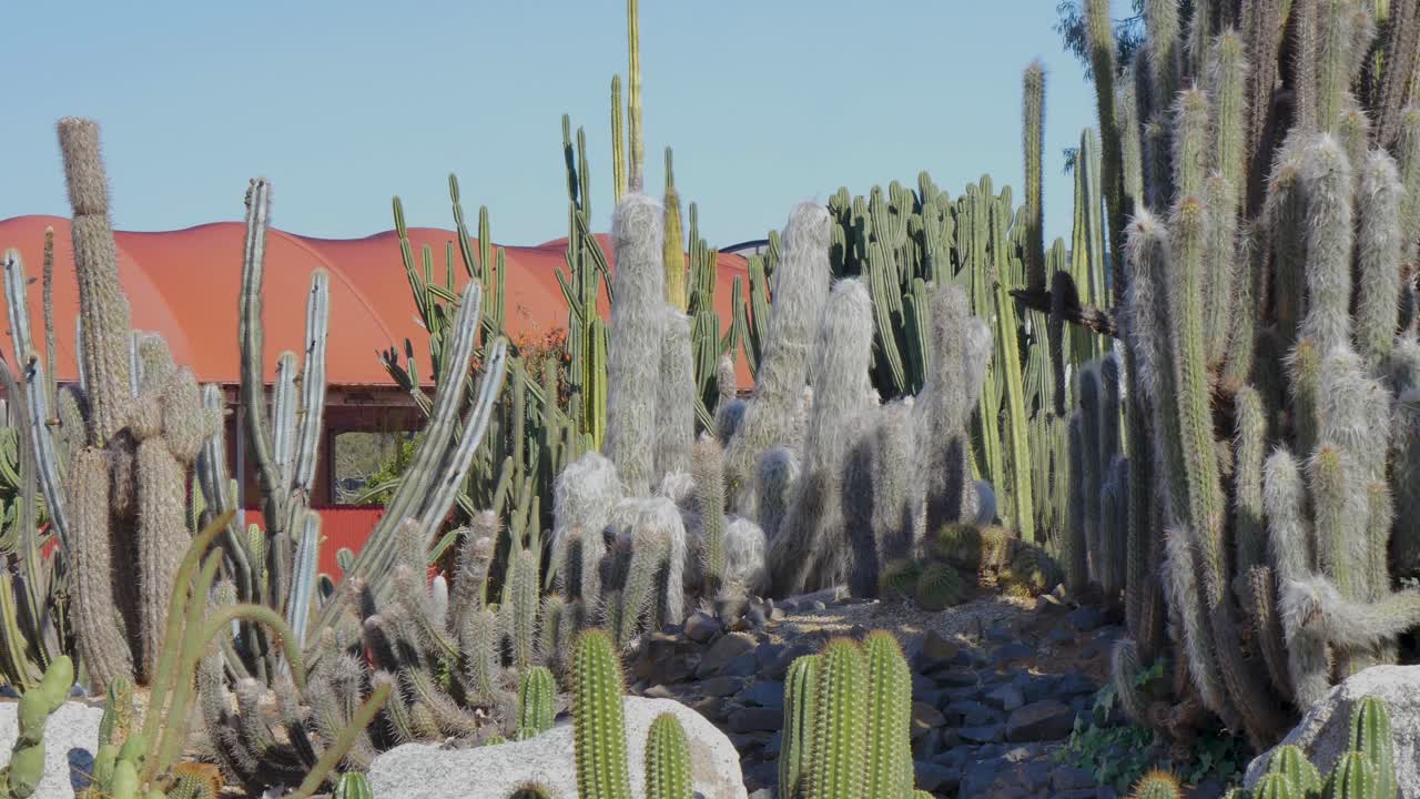 Cactus groups on a sunny day