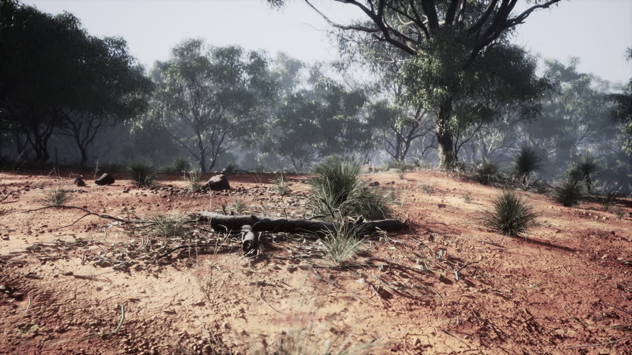 Dirt track through Angophora and eucalyptus forest