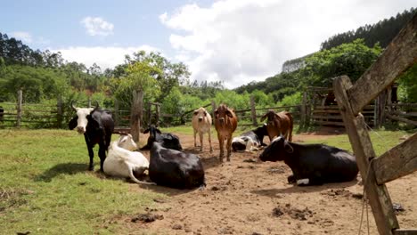 vacas comiendo pacíficamente en los campos en una tarde soleada en brasil, sudamérica-4