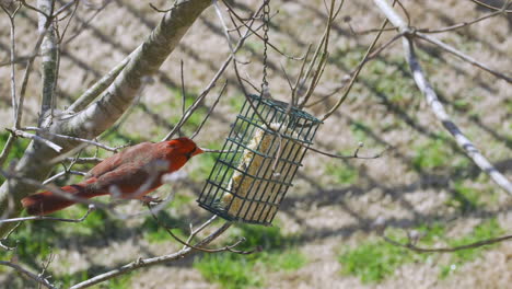 male northern cardinal checking out a suet bird-feeder during later-winter in south carolina