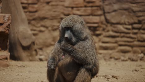 un adorable babuino sentado y comiendo - de cerca