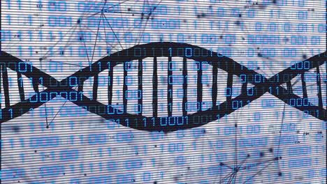 animación de la cadena de adn con codificación binaria procesamiento de datos a través de una red de conexiones