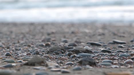 baby caretta sea turtles struggle to crawl over the pebbles on their way to the water after leaving the nest