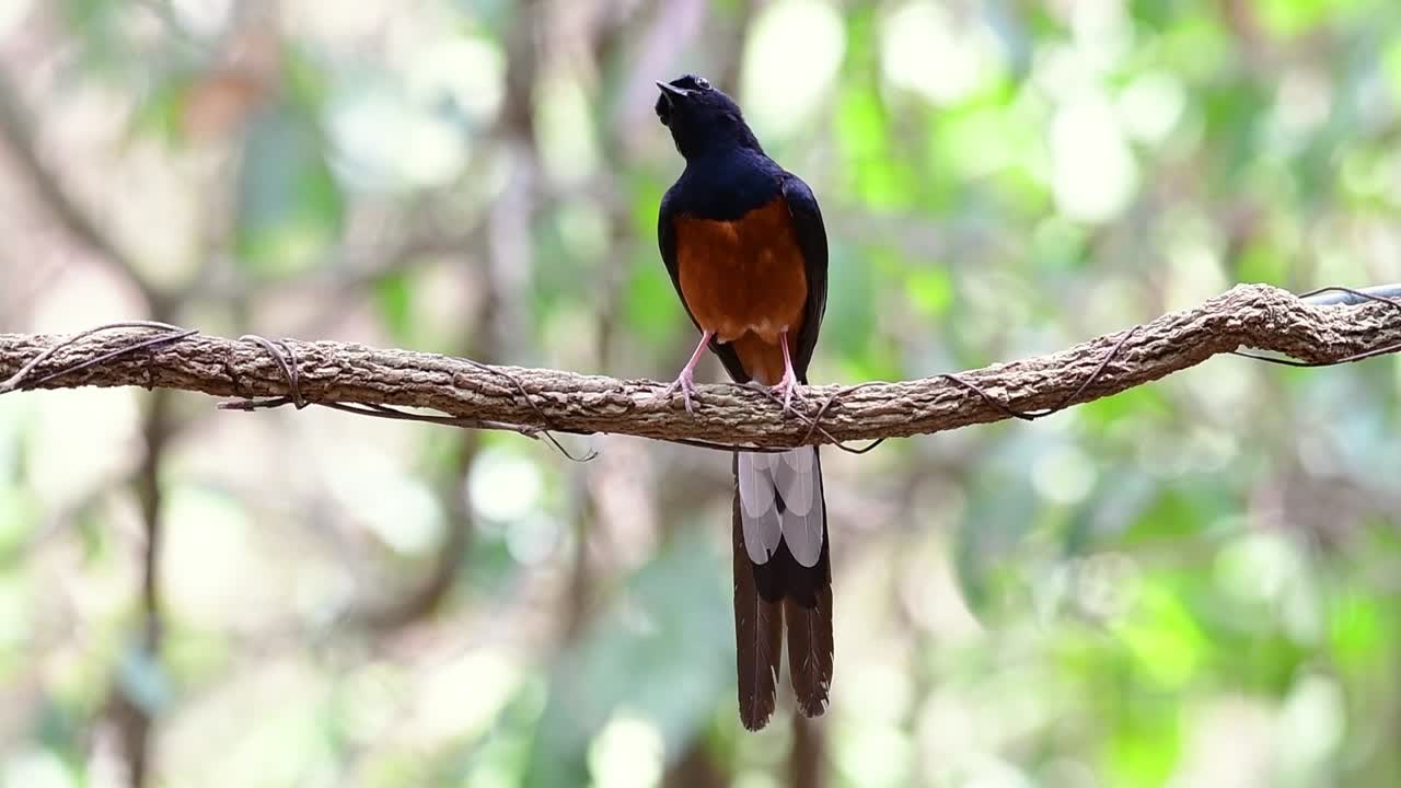 숲 보케 배경, copsychus malabaricus, 원래 속도로 포도나무에 자리 잡은 흰 엉덩이 샤마