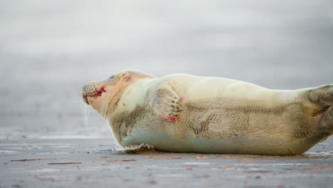 baby harbor seal with bloody fur lying on beach, looking scared