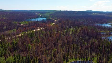 volando sobre los árboles del bosque dañados por el incendio en lebel-sur-quevillon, quebec, canadá