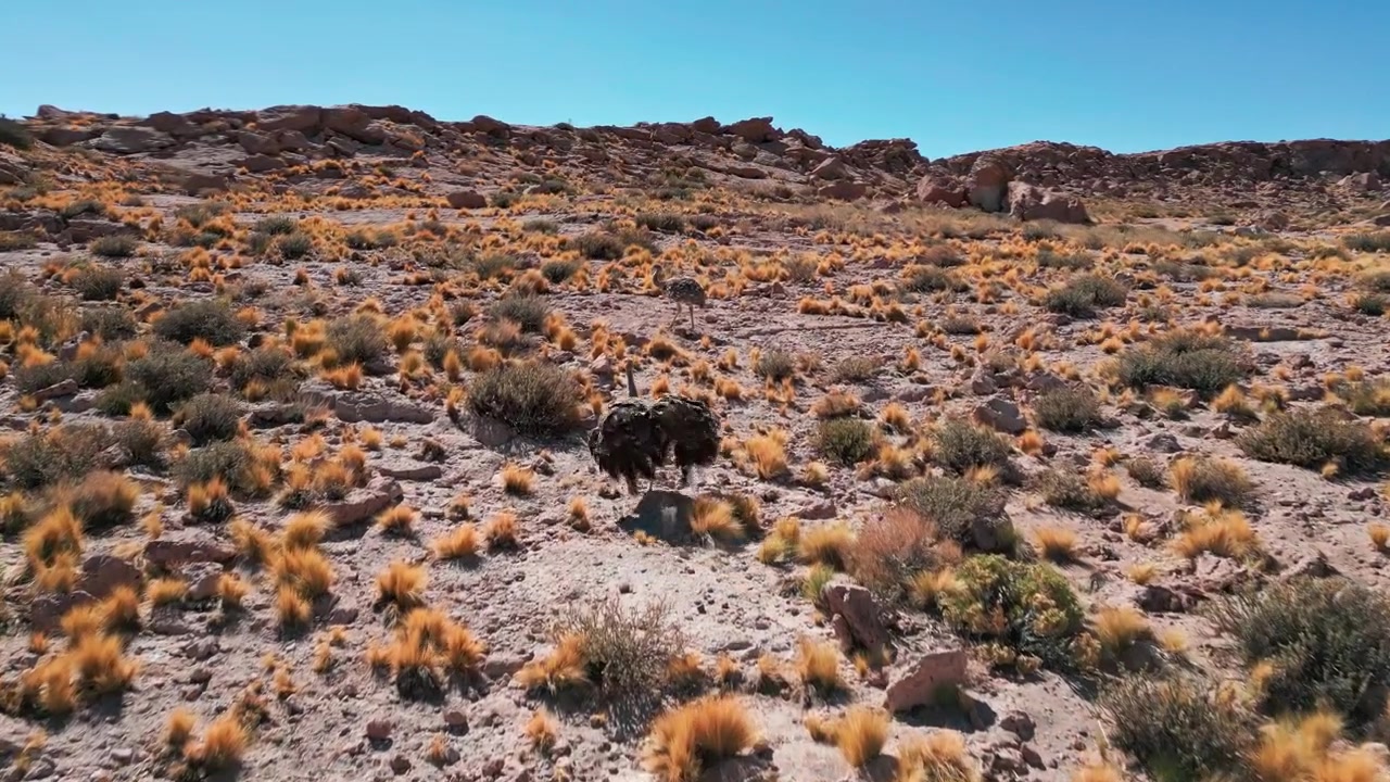 Primer plano en seguimiento de un ñandú de la Puna corriendo a toda velocidad por una ladera desértica árida y rocosa con arbustos dorados y dramáticas formaciones rocosas rojas bajo un cielo azul claro.
