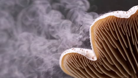 close-up of mushroom releasing spores
