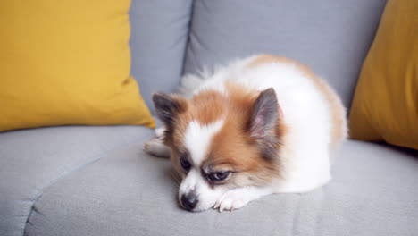 perro chihuahua acostado en un cómodo sofá y mirando una cámara en la sala de estar