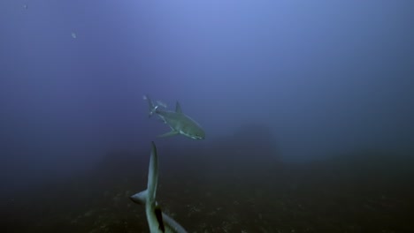 Kampf-Vernarbter-Weißer-Hai-Carcharodon-Carcharias-4k-Stark-Vernarbter-Hai-Nahaufnahmen-Neptuninseln-Südaustralien