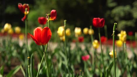 red and yellow tulips in a garden