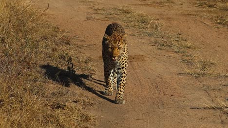 an adult leopard walking down a dirt road towards the camera, greater kruger