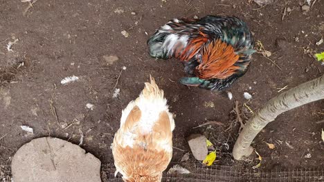 looking down on wild organic chicken in a free range farm