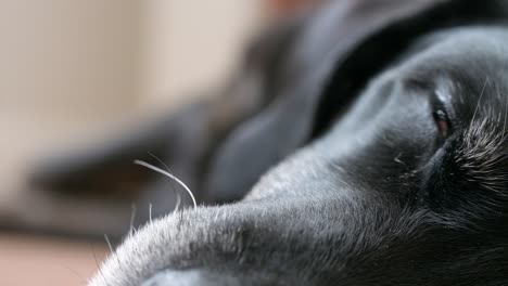 narrow focus of a senior black dog´s eyes while sleeping on the floor