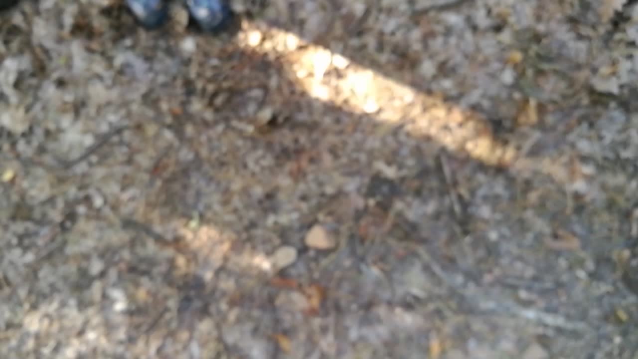 이른 가을날 깊은 숲 속 땅에 침엽수 원뿔을 떨어뜨리는 여자