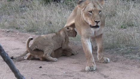 A-lioness,-irritated-by-nursing-cubs,-gets-up-and-walks-away,-one-cub-grabs-the-other's-tail