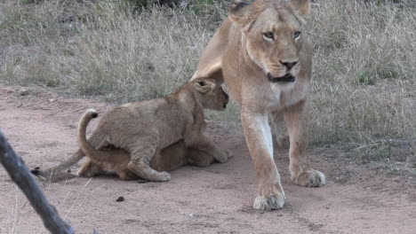 a lioness, irritated by nursing cubs, gets up and walks away, one cub grabs the other's tail