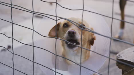 Abandoned-dog-locked-up-in-a-shelter