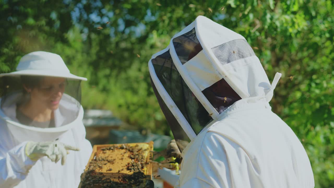 Apicoltori che ispezionano un telaino d'arnia con api