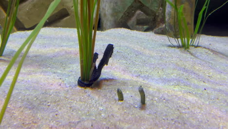 sand worms inside a aquarium emerging from the sand