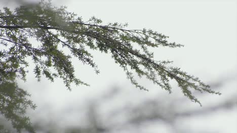 trees-branches-leaves-sky-windy-day